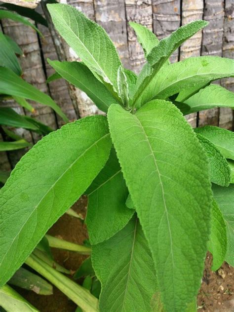 sambong leaf benefits|Blumea balsamifera .